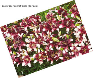 Border Lily Push Off Bulbs (10-Pack)