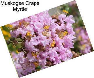 Muskogee Crape Myrtle