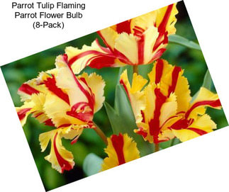 Parrot Tulip Flaming Parrot Flower Bulb (8-Pack)