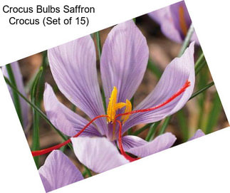 Crocus Bulbs Saffron Crocus (Set of 15)