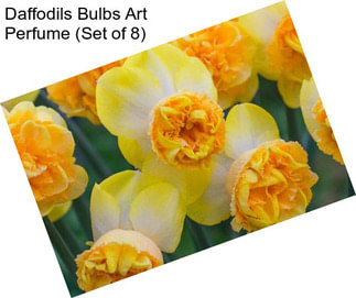 Daffodils Bulbs Art Perfume (Set of 8)