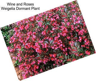 Wine and Roses Weigelia Dormant Plant
