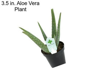 3.5 in. Aloe Vera Plant