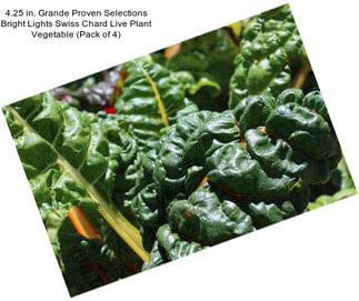 4.25 in. Grande Proven Selections Bright Lights Swiss Chard Live Plant Vegetable (Pack of 4)