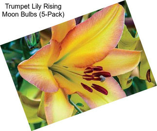 Trumpet Lily Rising Moon Bulbs (5-Pack)