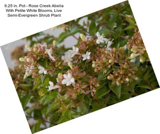 9.25 in. Pot - Rose Creek Abelia With Petite White Blooms, Live Semi-Evergreen Shrub Plant