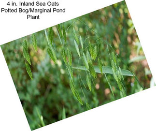 4 in. Inland Sea Oats Potted Bog/Marginal Pond Plant