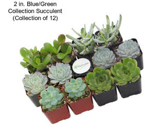 2 in. Blue/Green Collection Succulent (Collection of 12)