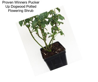 Proven Winners Pucker Up Dogwood Potted Flowering Shrub