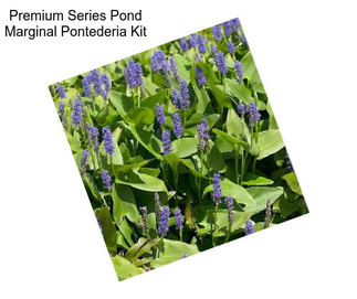 Premium Series Pond Marginal Pontederia Kit