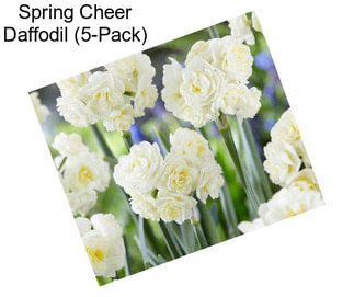 Spring Cheer Daffodil (5-Pack)