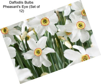 Daffodils Bulbs Pheasant\'s Eye (Set of 12)