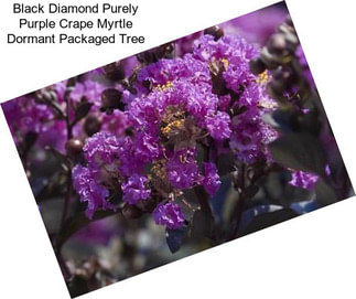 Black Diamond Purely Purple Crape Myrtle Dormant Packaged Tree
