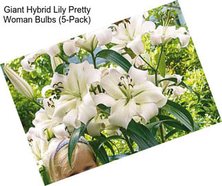 Giant Hybrid Lily Pretty Woman Bulbs (5-Pack)