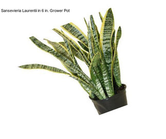 Sansevieria Laurentii in 6 in. Grower Pot