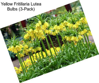 Yellow Fritillaria Lutea Bulbs (3-Pack)