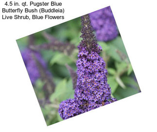 4.5 in. qt. Pugster Blue Butterfly Bush (Buddleia) Live Shrub, Blue Flowers