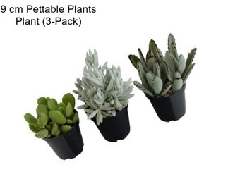 9 cm Pettable Plants Plant (3-Pack)