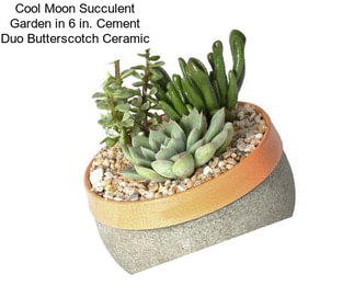 Cool Moon Succulent Garden in 6 in. Cement Duo Butterscotch Ceramic