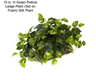 15 in. H Green Pothos Ledge Plant (Set on Foam) Silk Plant