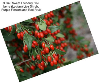 3 Gal. Sweet Lifeberry Goji berry (Lycium) Live Shrub, Purple Flowers and Red Fruit