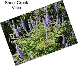 Shoal Creek Vitex