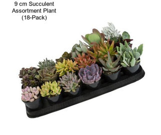 9 cm Succulent Assortment Plant (18-Pack)