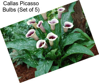 Callas Picasso Bulbs (Set of 5)