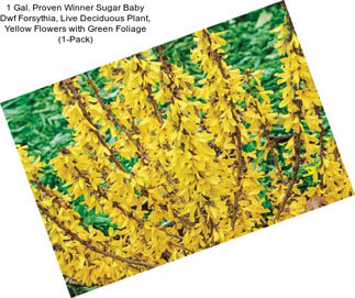 1 Gal. Proven Winner Sugar Baby Dwf Forsythia, Live Deciduous Plant, Yellow Flowers with Green Foliage (1-Pack)