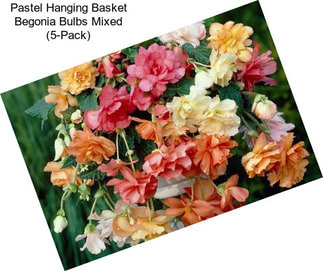 Pastel Hanging Basket Begonia Bulbs Mixed (5-Pack)