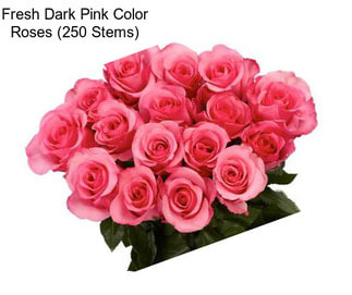 Fresh Dark Pink Color Roses (250 Stems)