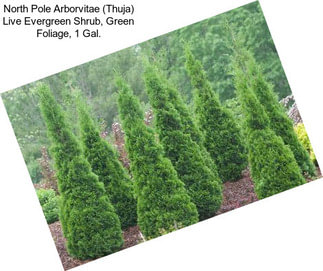 North Pole Arborvitae (Thuja) Live Evergreen Shrub, Green Foliage, 1 Gal.