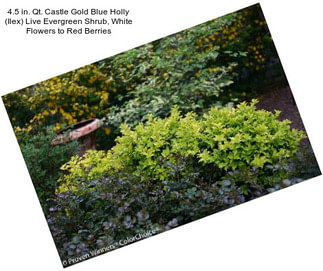 4.5 in. Qt. Castle Gold Blue Holly (Ilex) Live Evergreen Shrub, White Flowers to Red Berries