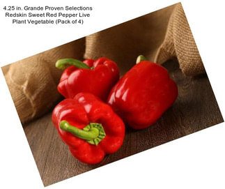 4.25 in. Grande Proven Selections Redskin Sweet Red Pepper Live Plant Vegetable (Pack of 4)