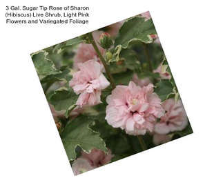 3 Gal. Sugar Tip Rose of Sharon (Hibiscus) Live Shrub, Light Pink Flowers and Variegated Foliage