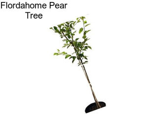 Flordahome Pear Tree