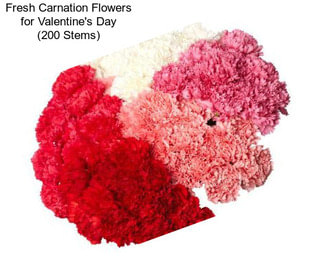 Fresh Carnation Flowers for Valentine\'s Day (200 Stems)