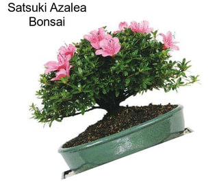 Satsuki Azalea Bonsai