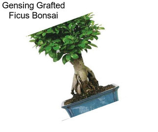 Gensing Grafted Ficus Bonsai