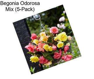 Begonia Odorosa Mix (5-Pack)