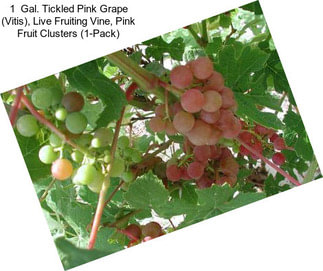 1  Gal. Tickled Pink Grape (Vitis), Live Fruiting Vine, Pink Fruit Clusters (1-Pack)