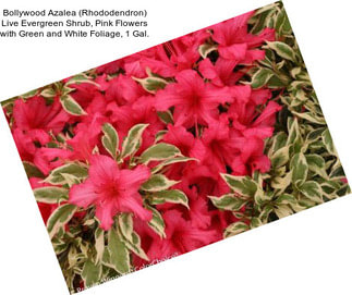 Bollywood Azalea (Rhododendron) Live Evergreen Shrub, Pink Flowers with Green and White Foliage, 1 Gal.