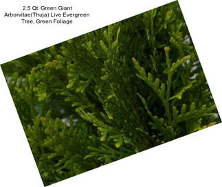 2.5 Qt. Green Giant Arborvitae(Thuja) Live Evergreen Tree, Green Foliage