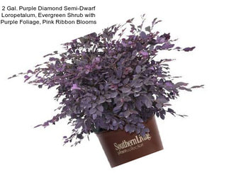 2 Gal. Purple Diamond Semi-Dwarf Loropetalum, Evergreen Shrub with Purple Foliage, Pink Ribbon Blooms