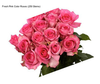 Fresh Pink Color Roses (250 Stems)