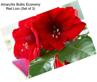 Amaryllis Bulbs Economy Red Lion (Set of 3)