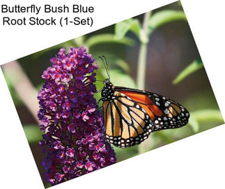 Butterfly Bush Blue Root Stock (1-Set)