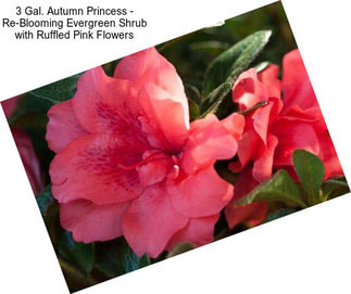 3 Gal. Autumn Princess - Re-Blooming Evergreen Shrub with Ruffled Pink Flowers