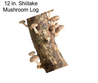 12 in. Shiitake Mushroom Log