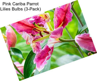 Pink Cariba Parrot Lilies Bulbs (3-Pack)